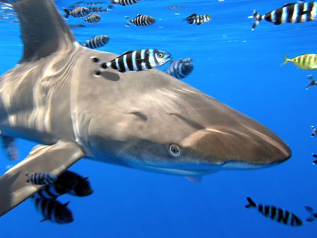 oceanic white tip shark in the red sea by Guja Tione 