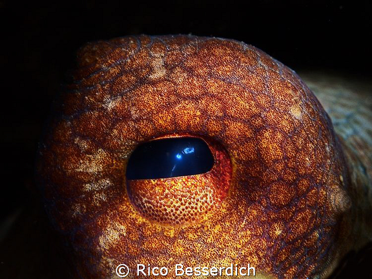 Eye of an octopus ( octopus vulgaris; common octopus ). C... by Rico Besserdich 