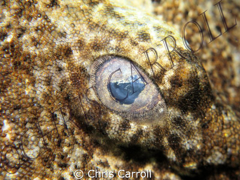 Close up of the eye of a dwarf ornate wobbegong shark - C... by Chris Carroll 