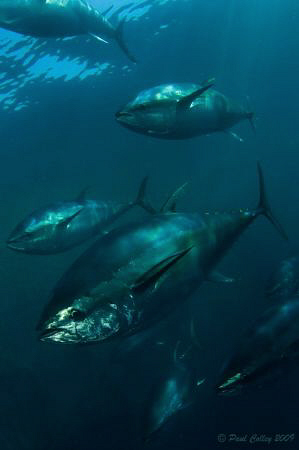 Schooling Tuna.  10-17mm wide angle lens with twin strobes. by Paul Colley 