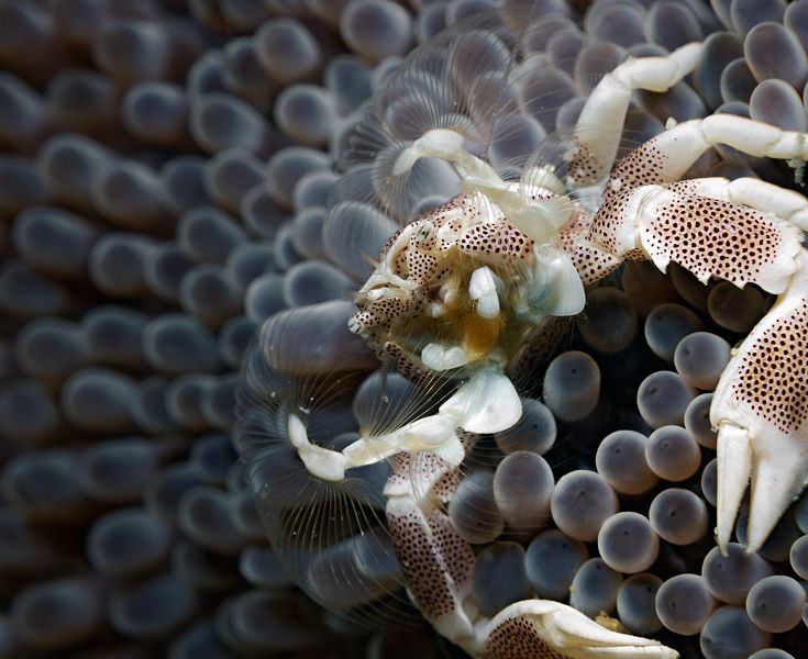 Porcelain Crab filtering for food.
CLICK on picture to s... by Henry Jager 