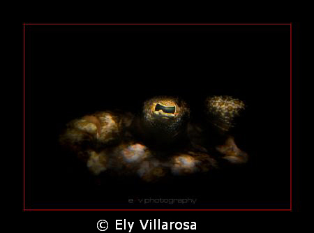 Flounder's eye. I took this photo with a CanonG11. I used... by Ely Villarosa 