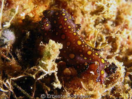 nudibranch canong9 inon strobes by Ernesto Rodriguez 