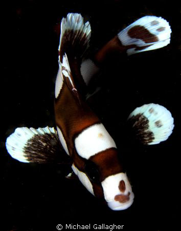Juvenile sweetlip, Milne Bay, PNG by Michael Gallagher 