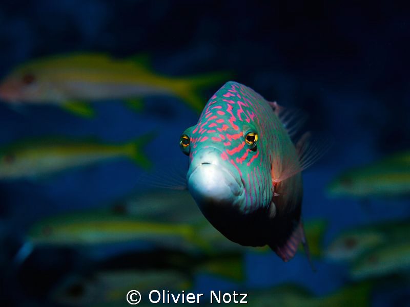 Cheeklined splendor wrasse. This fish was always at the s... by Olivier Notz 