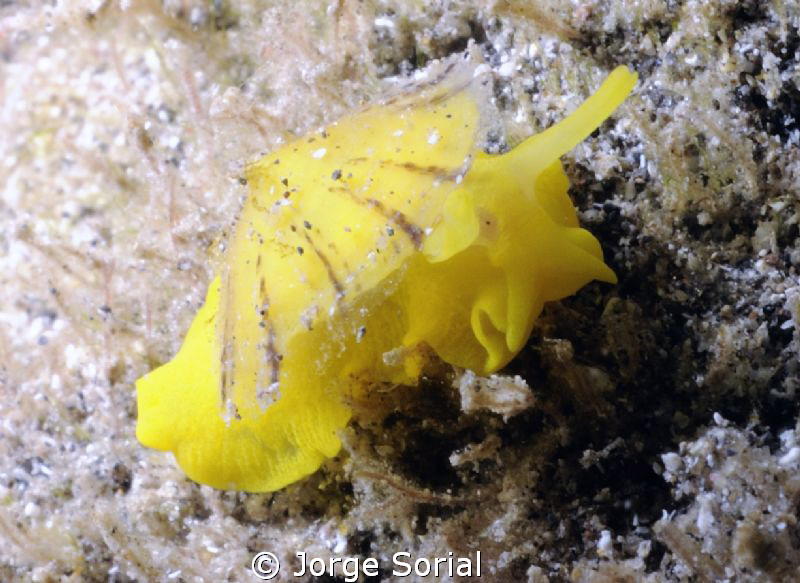 Tylodina Perversa, a sea slug that is very difficult to see. by Jorge Sorial 