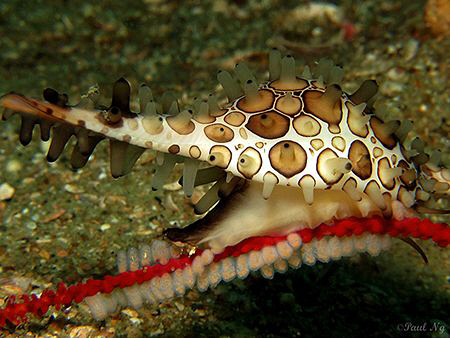 cowrie laying eggs by Paul Ng 