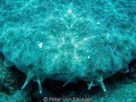 quick pic of an angel shark off the wreck at Mogan
in th... by Peter Von Savageri 
