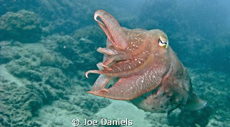 Cuttlefish by Joe Daniels 