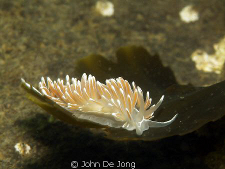 My first Flabellina lineata in the Netherlands. They are ... by John De Jong 