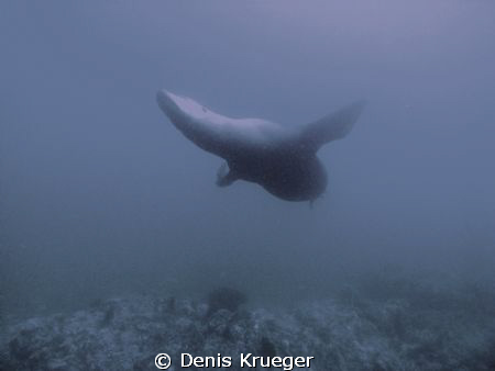 California Sealion dancing swimming in a plankton blume i... by Denis Krueger 