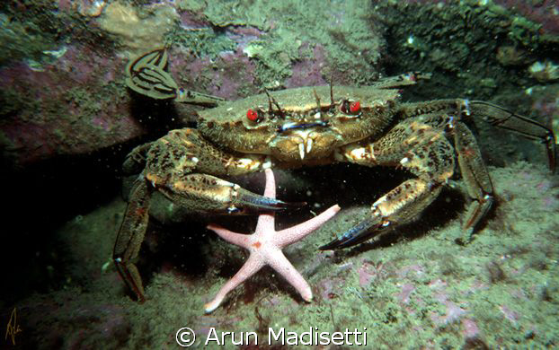 Velvet swimming crab and lunch. 
Taken in or around 1989... by Arun Madisetti 