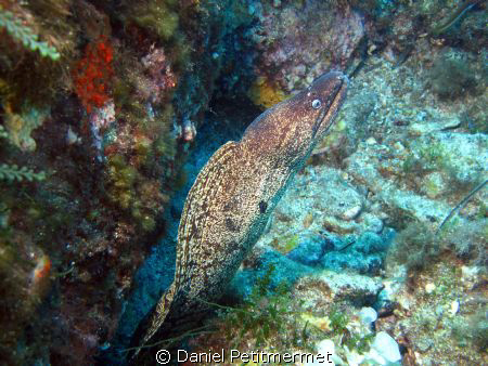 Moray eel on the move ! by Daniel Petitmermet 