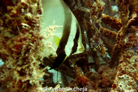 bat fish inside the house reef wrecks...
it is so fascin... by Anton Sutheja 