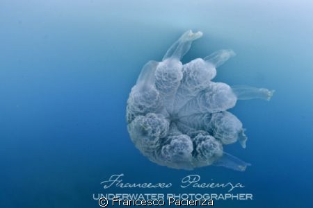 Jellfish Rizhostoma pulmo photographed in ambient light. ... by Francesco Pacienza 