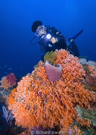 Colourful soft corals of the TAR Park, Nikon D2x 12-24mm ... by Richard Swann 