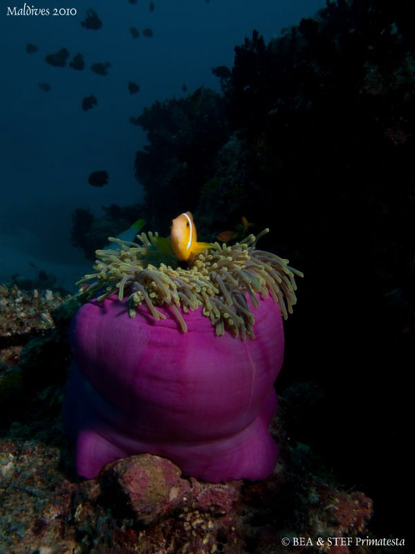 Clownfish. Canon G10, 12mm fisheye. by Bea & Stef Primatesta 