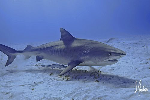 A Tiger Shark doing some sniffing at Tiger Beach - Bahamas by Steven Anderson 