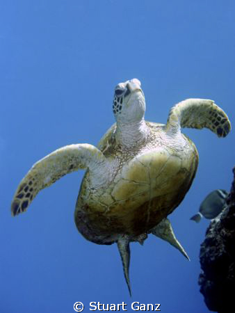 Turtle heading for the surface. by Stuart Ganz 