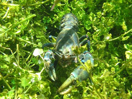 A Freshwater Crayfish, in Ewan Ponds South Australia by Daryl Gabriel 