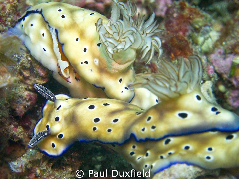 The tiny shrimp catching a ride on the skirts of this Nud... by Paul Duxfield 