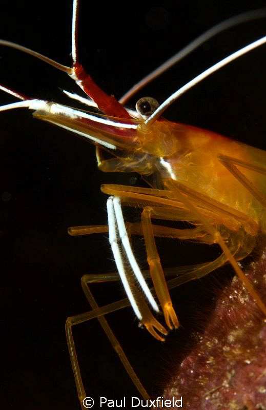 This shrimp reminded me of a snooty maitre'd at a fancy r... by Paul Duxfield 
