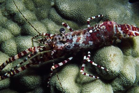 Marbled shrimp photographed on a night dive at Lanai Look... by Glenn Cummings 