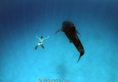 Whale Shark and Skin Diver by Jagwang Koo 