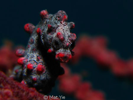 Hippocampus bargibanti - Taken at Lembeh Strait with Cano... by Mat Yie 