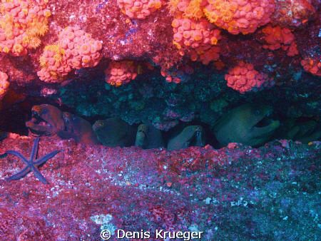 Moray eels @ El Bajo in the sea of Cortes by Denis Krueger 