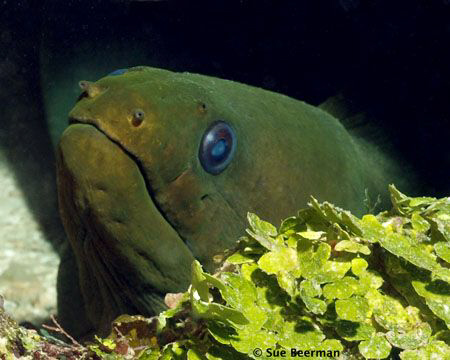 Green Moray Eel just chillin' by Susan Beerman 