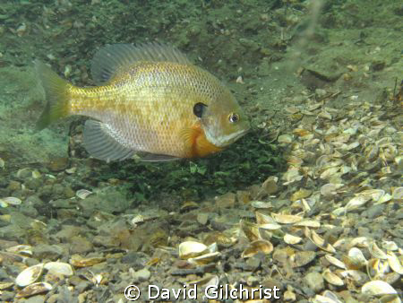 'Tending the nest' . Male Bluegill sunfish attending to i... by David Gilchrist 