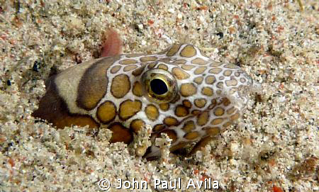 This snake eel, after I took this picture, sprung out of ... by John Paul Avila 