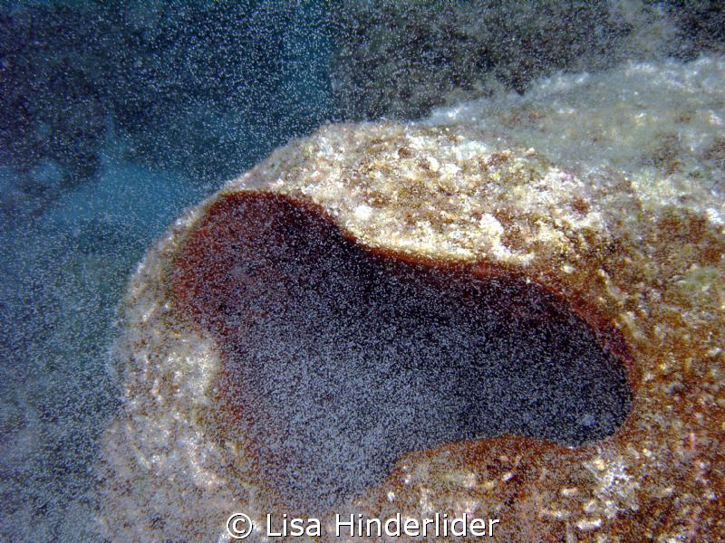 Although I have seen many "smoking" sponges during spawni... by Lisa Hinderlider 