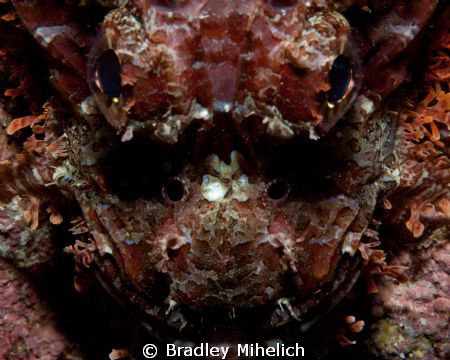 A close up of a scorpion fish.  
Canon 450D
90mm macro by Bradley Mihelich 