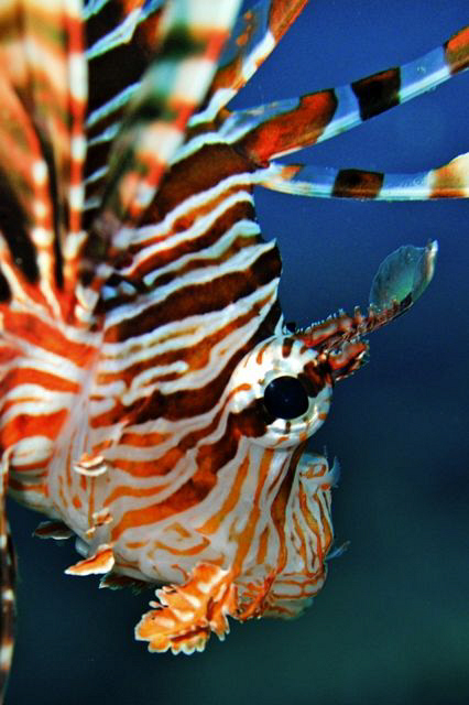 A Lionfish hunting over a Red Sea reef.  60mm AF Macro le... by Paul Colley 