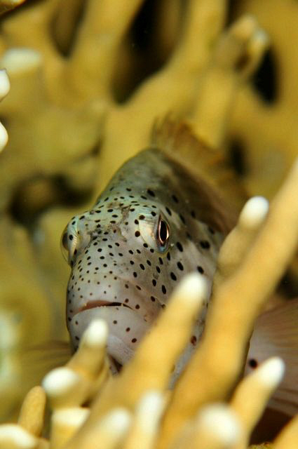 Hawkfish hiding among fire coral. by Paul Colley 