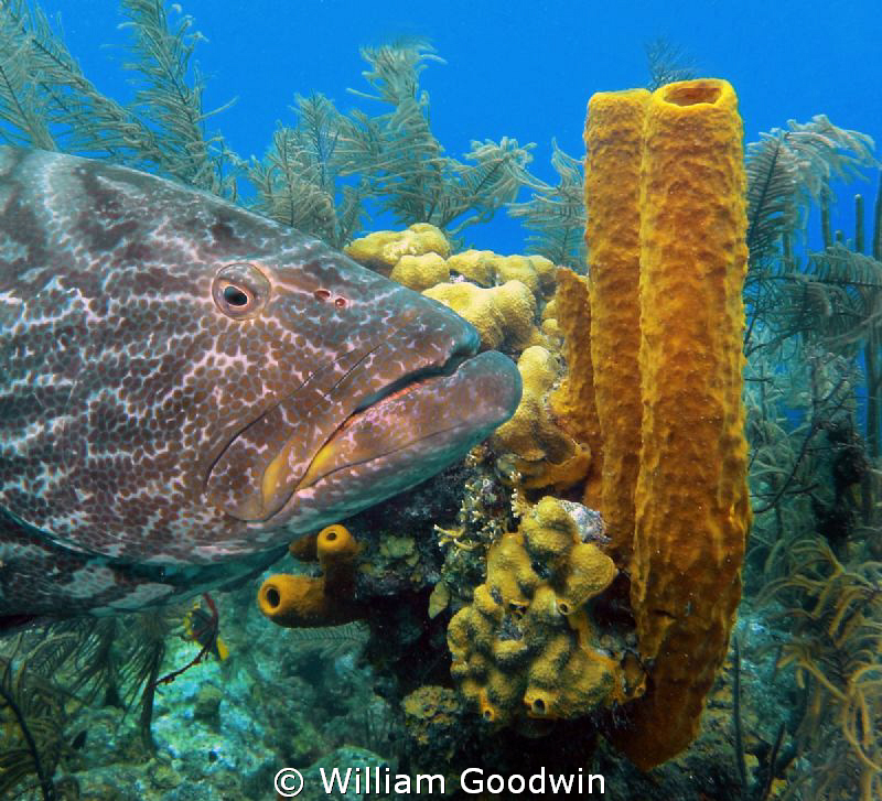 I was taking shots for a book on sponges when this huge B... by William Goodwin 