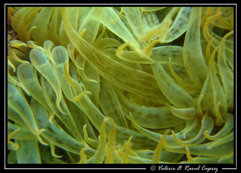 Like an abstraction 
(Canon G9, Inon UCL 165 macro lens) by Raoul Caprez 