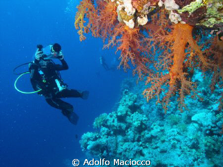 Soft Corals at Ras Za'ataar .
Ras Mohamed by Adolfo Maciocco 