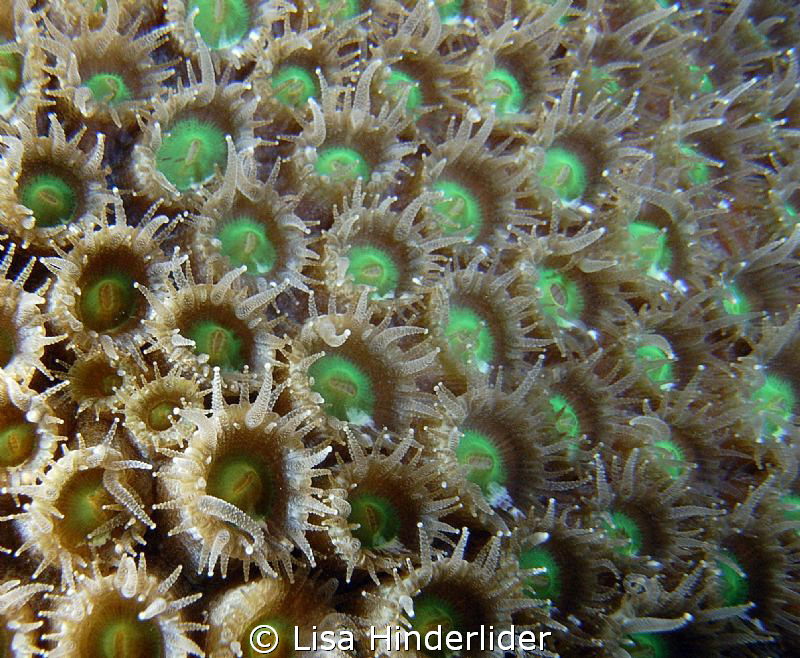 Fluorescent green polyps by Lisa Hinderlider 