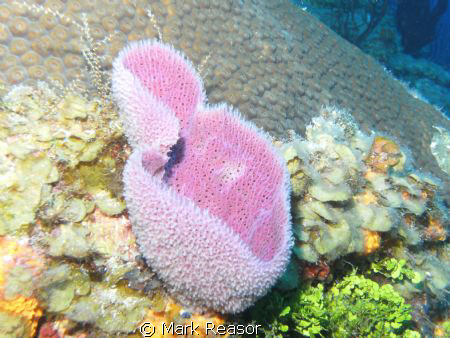 Pink vase sponge taken with a  Sealife DC800 camera with ... by Mark Reasor 