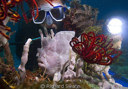Painted Frogfish Richard's Reef, TARP, Kota Kinabalu, Nik... by Richard Swann 