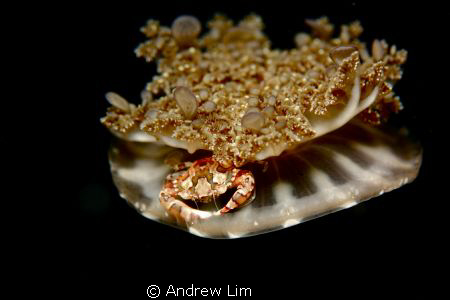 Crab resting on jellyfish! really hard to focus! by Andrew Lim 