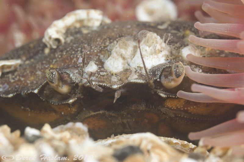 Shore crab. North Wales. D3, 105mm. by Derek Haslam 