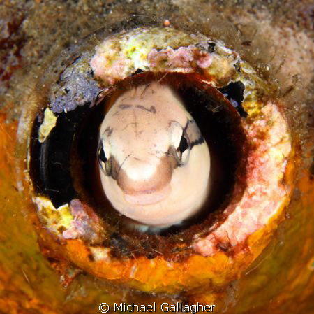 Fangblenny portrait - the rim of the beer bottle makes a ... by Michael Gallagher 