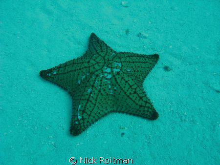 The superstar! 
Picture taken besides C-53 wreck, Cozumel. by Nick Roitman 