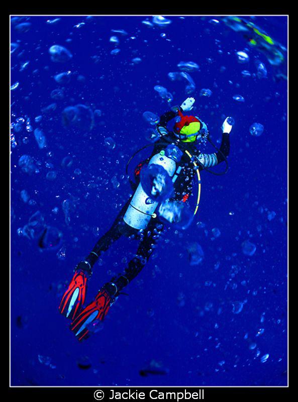 Diver bubbles.
My buddy was cruising just below me and I... by Jackie Campbell 
