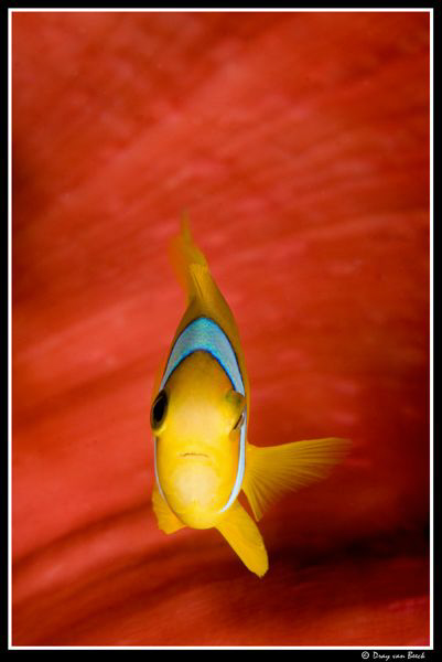 Red anemone and anemonefish up close and personal-II... by Dray Van Beeck 