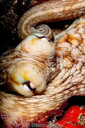 Octopus. Nikon D90, 60mm lens, two YS-120 strobes. by Edson Acioli 